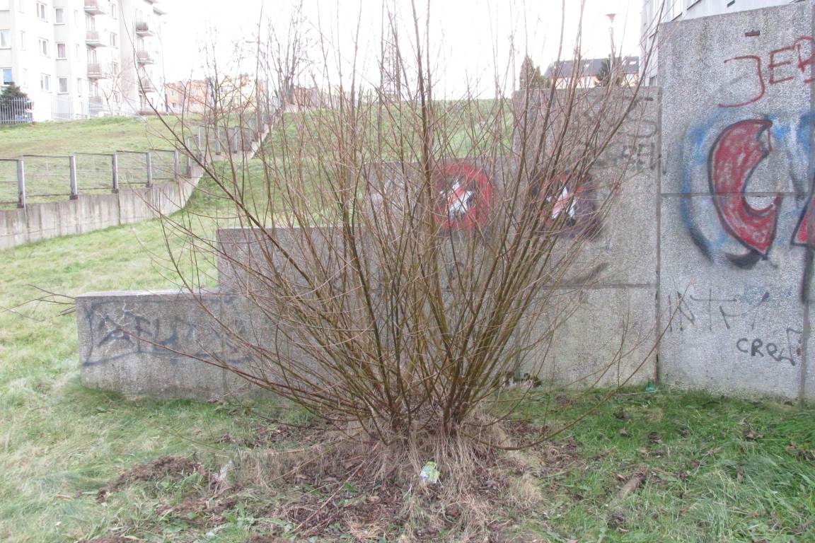 Zdjęcie przed zamalowaniem